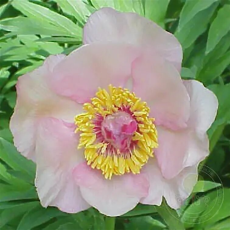 Пион ноузгей фото и описание Пион Ноузгей (Paeonia Nosegay) купить в Москве по низкой цене из питомника, дост