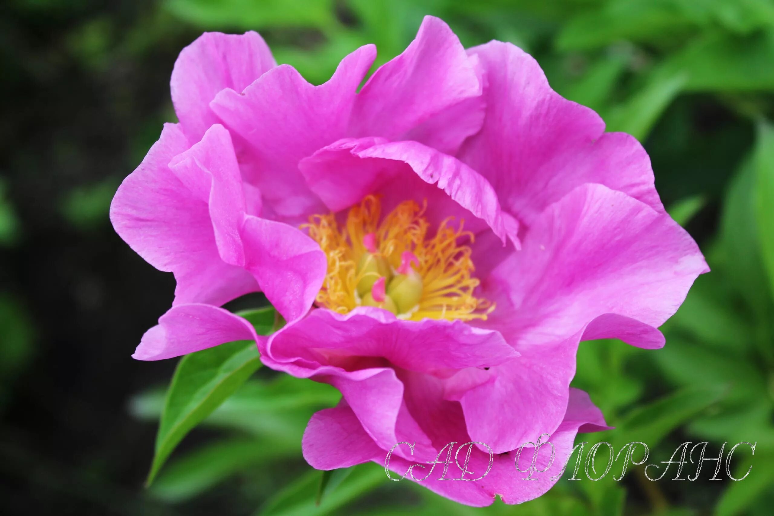 Пион новость алтая фото Сад Флоранс - Пионы - (Paeonia)