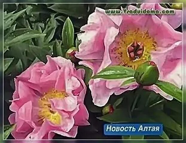 Пион новость алтая фото Пионы (фото) посадка и уход в открытом грунте от А до Я Сайт о саде, даче и комн