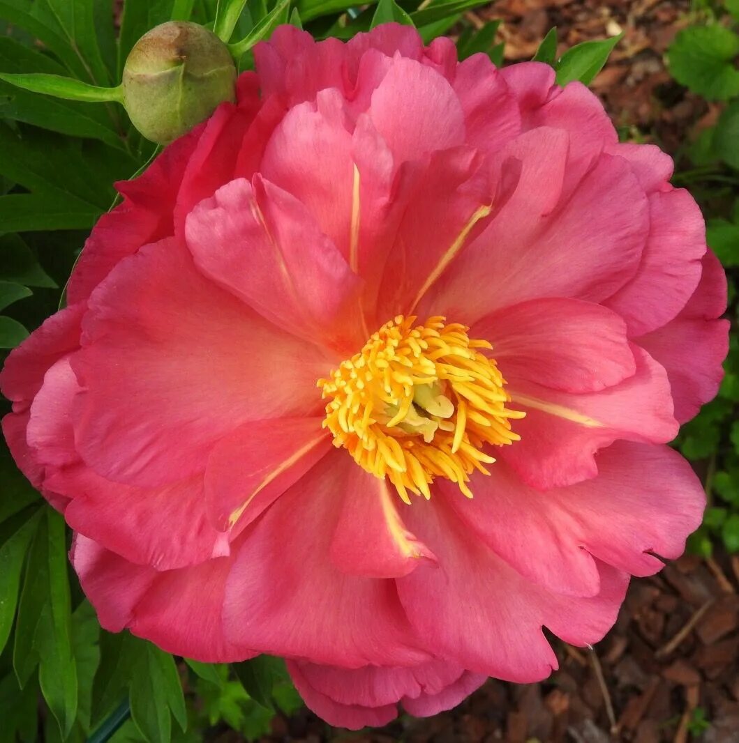 Пион нью миллениум фото New Millennium' Intersectional peony blooming in my garden. Peonies, Flowers, Sp