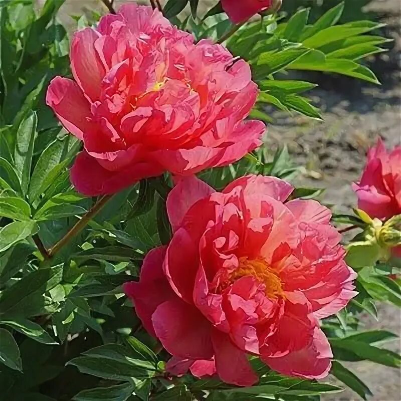 Пион нью миллениум фото New Millennium Itoh peony Itoh peonies, Flowers, Peony care