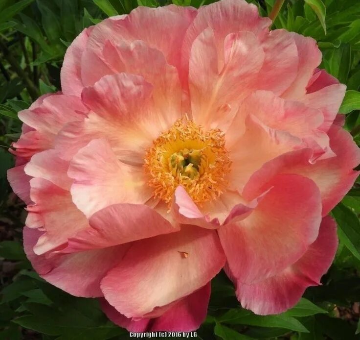 Пион нью миллениум фото Paeonia 'New Millennium' Flowers, Peonies, Botanical illustration