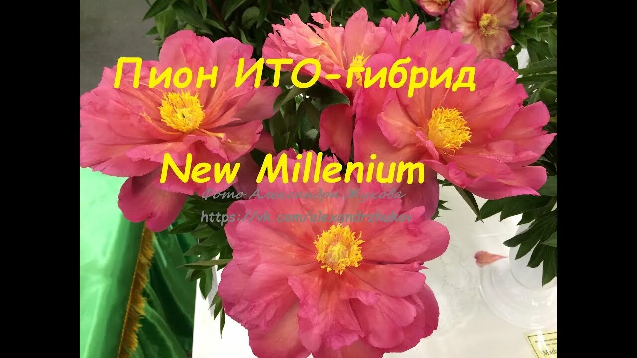 Пион нью миллениум фото Itoh Peony New Millenium пион ИТО-гибрид Нью Миллениум - YouTube