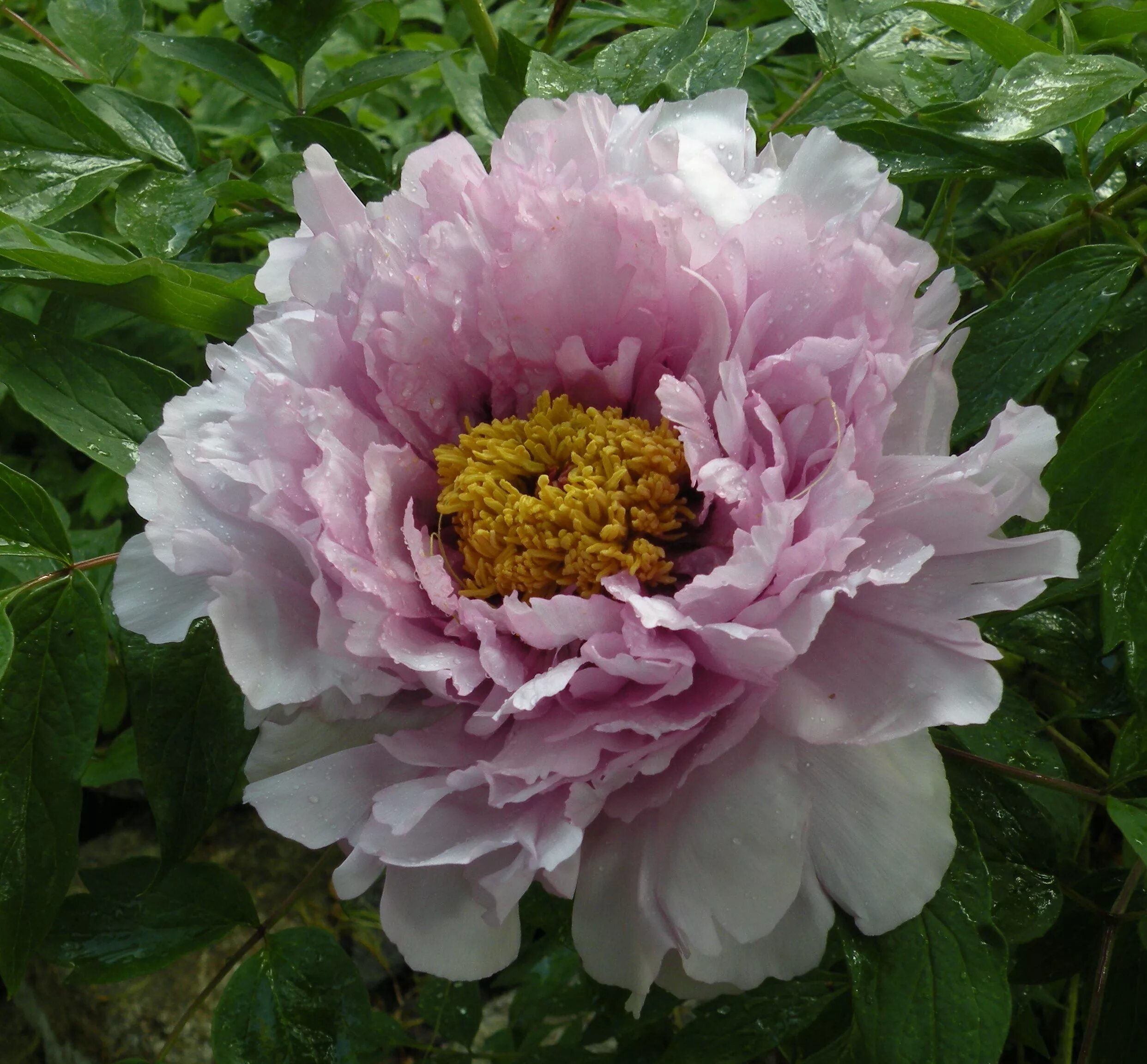 Пион нью миллениум фото Starting Peonies from Seed Jardim