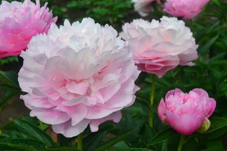 Пион одиль фото Джокер Пионы, Цветок, Цветы