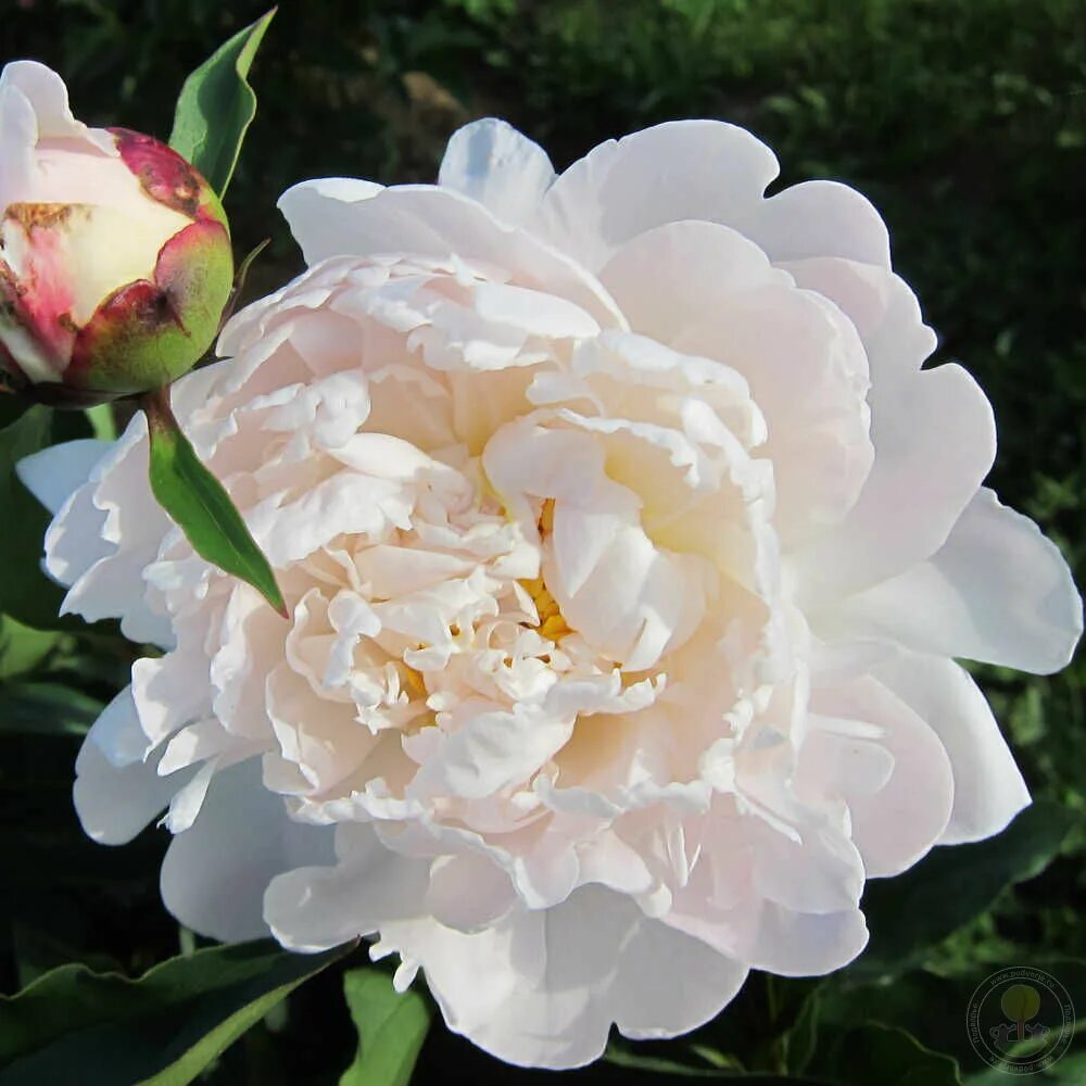 Пион одиль фото Пион Вечно Живые (Paeonia Vechno Givye) купить в Москве по низкой цене из питомн