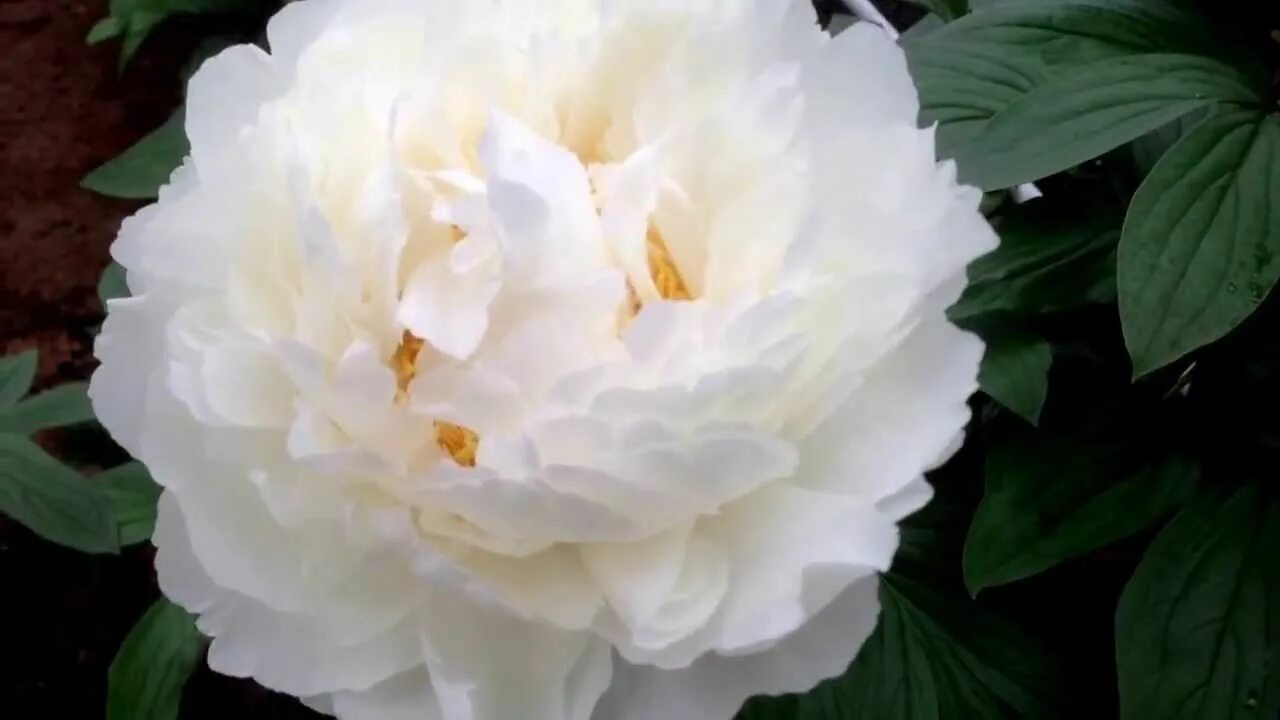 Пион одиль фото Peony Bowl of Cream - www.peonyshop.com Peonies, Large flowers, Bowl