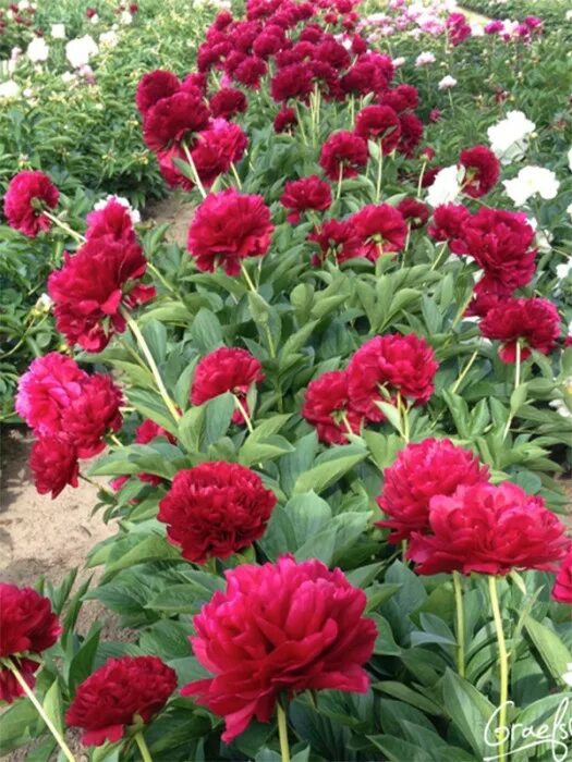 Пион олд файтфул фото и описание Paeonia Lois Choice Пион Лоис Чойс