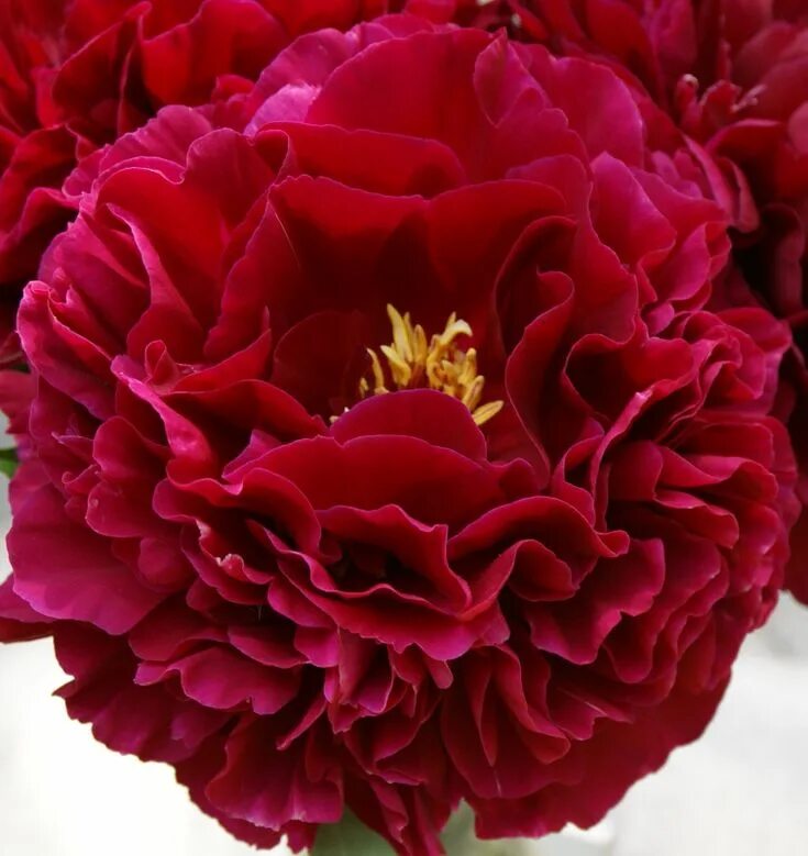 Пион олд файтфул фото и описание Peo.LT Bijūnai+ Peo.LT in 2024 Flowers, Old faithful, Rose
