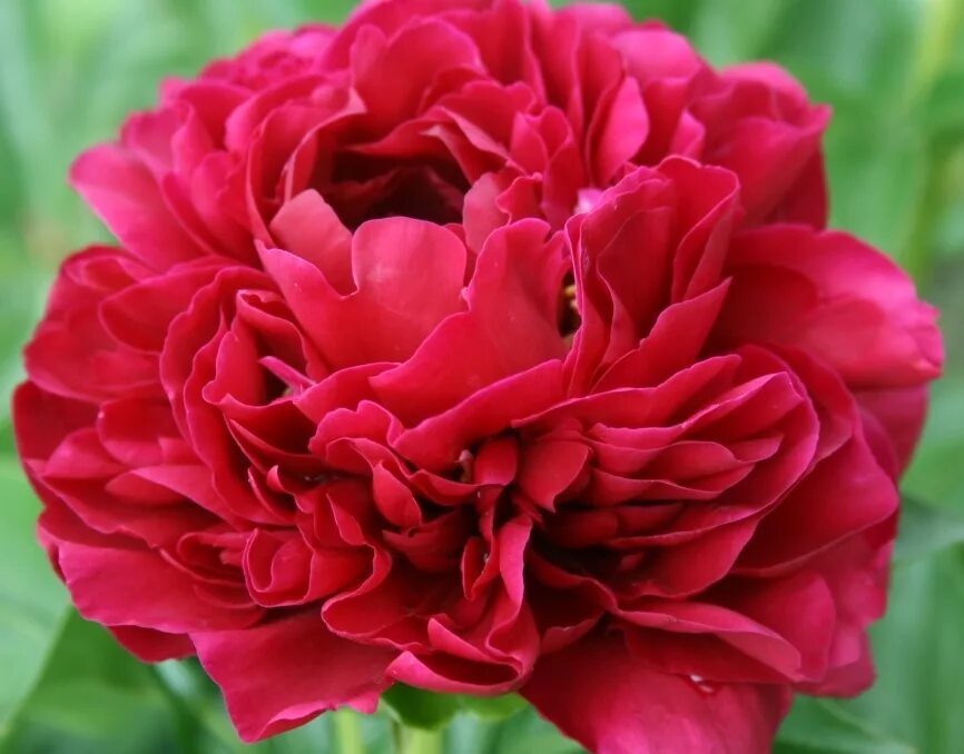 Пион олд файтфул фото и описание Paeonia hybr 'Old Faithful'- пион 'Олд Фейтфул' - питомник растений Санкт-Петерб
