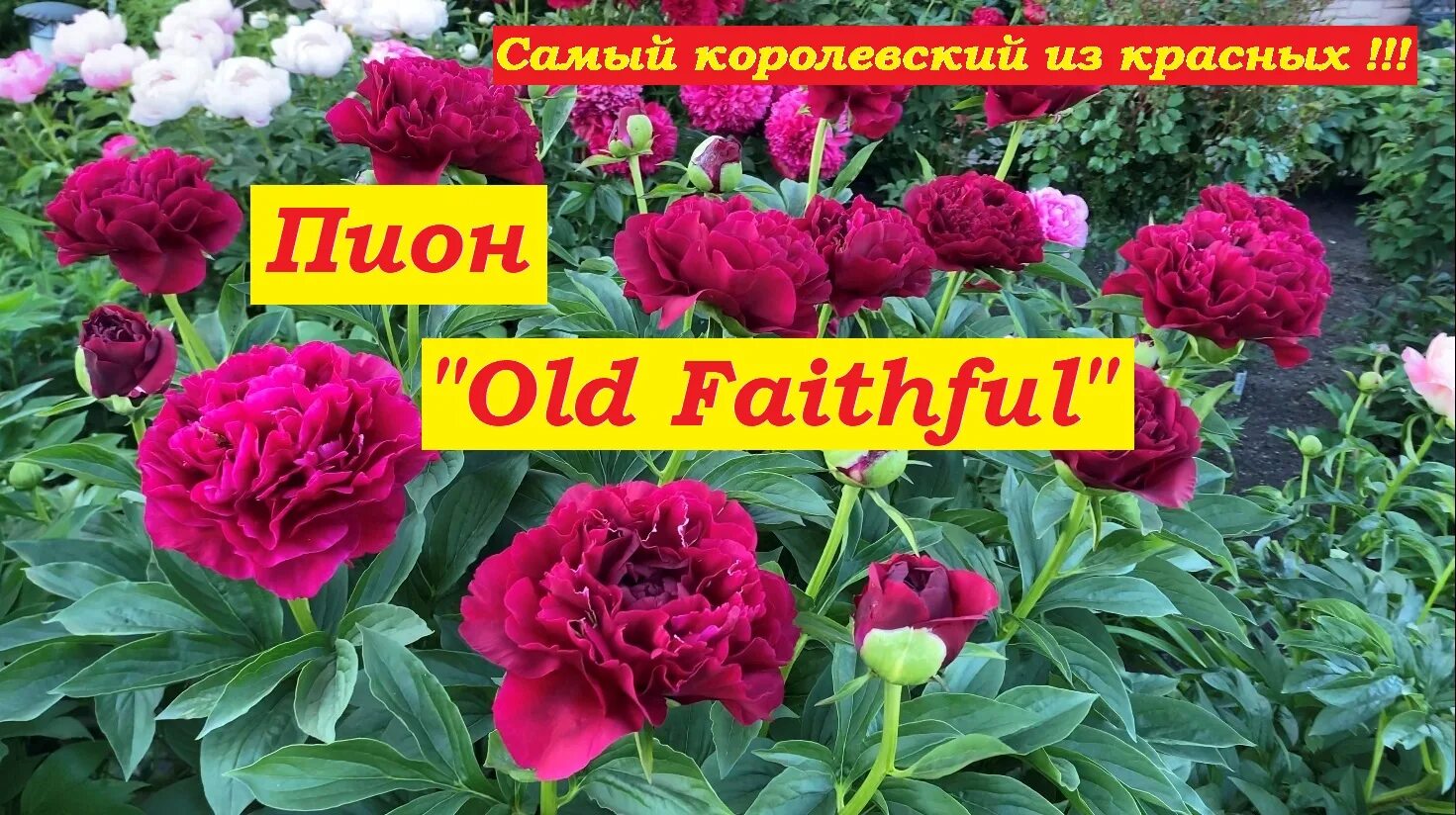 Пион олд файтфул фото и описание Пион Old Faithful (самый королевский из красных) - смотреть видео онлайн от "Але