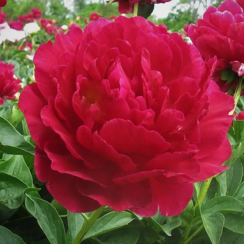 Пион олд фэйтфул фото и описание Old Faithful" Flower farm, Unusual flowers, Flowers