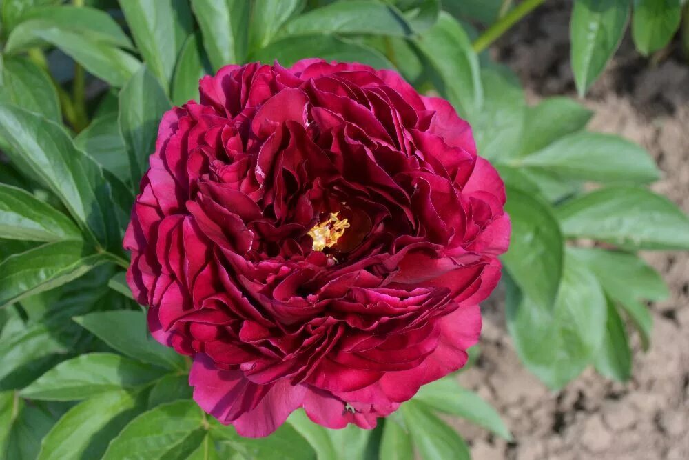 Пион олд фейтфул фото и описание отзывы Old Faithful Peony - late blooming Flowers, Peonies, Plants