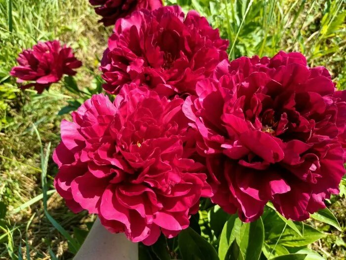 Пион олд фейтфул фото и отзывы Пион молочноцветковый Paeonia lactiflora "Old Faithful" : С5 Сибирские газоны - 
