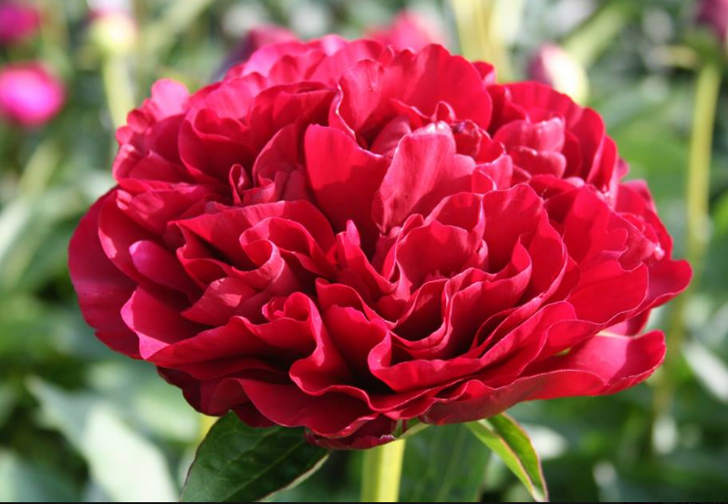 Пион олд фейтфул фото и отзывы Paeonia Old Faithful - Питомник Хуторок