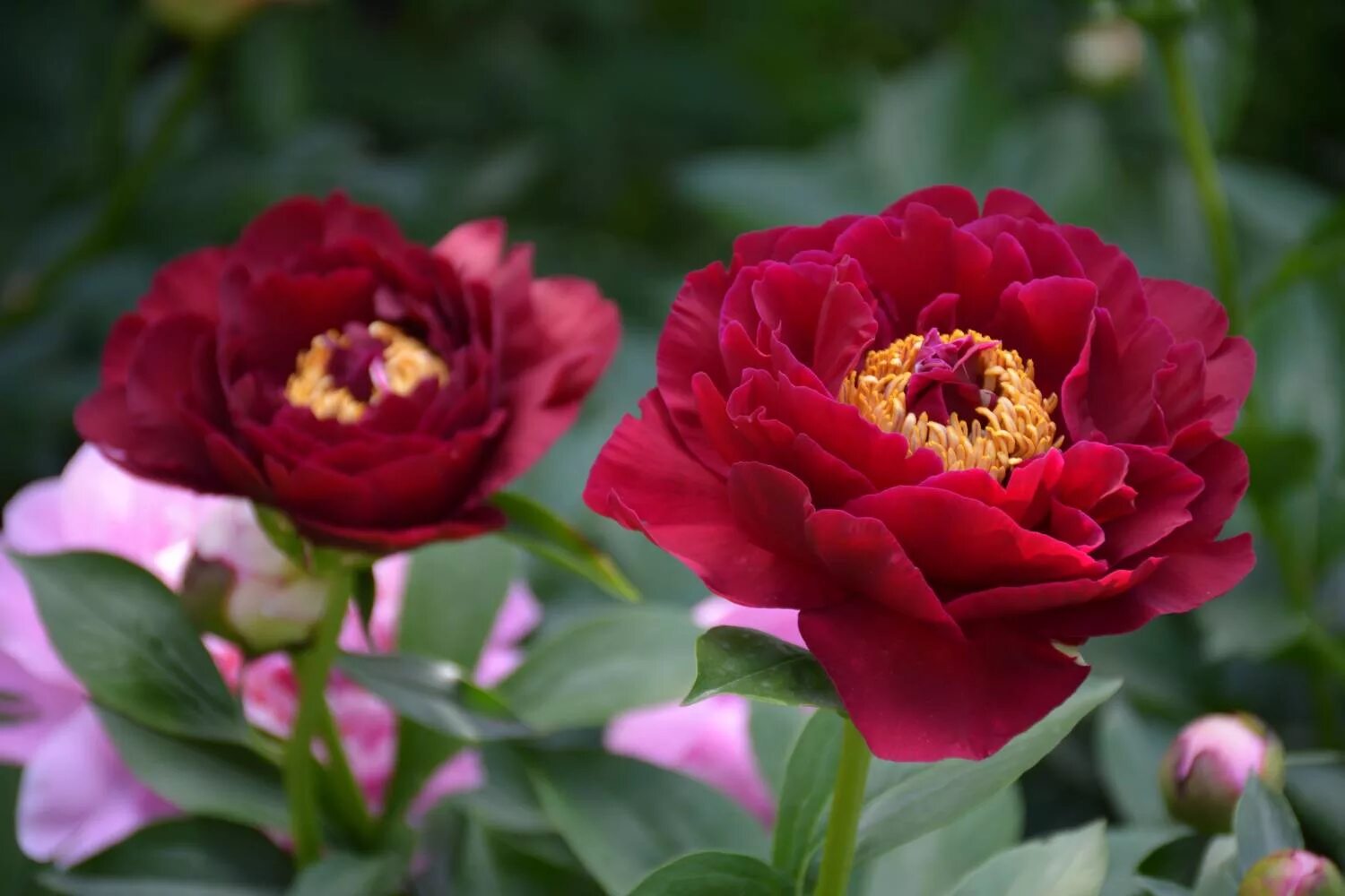 Пион олд фейтфул купить описание и фото Sarah Bernhardt. Пион