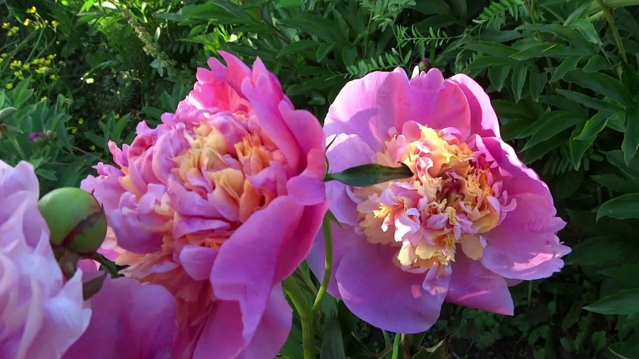 Пион олимпиада фото и описание Пион ОЛИМПИАДА 80 / Peony Olympics 80 - ОБЗОР, ОПИСАНИЕ, ЦВЕТЕНИЕ, ОТЗЫВ - YouTu