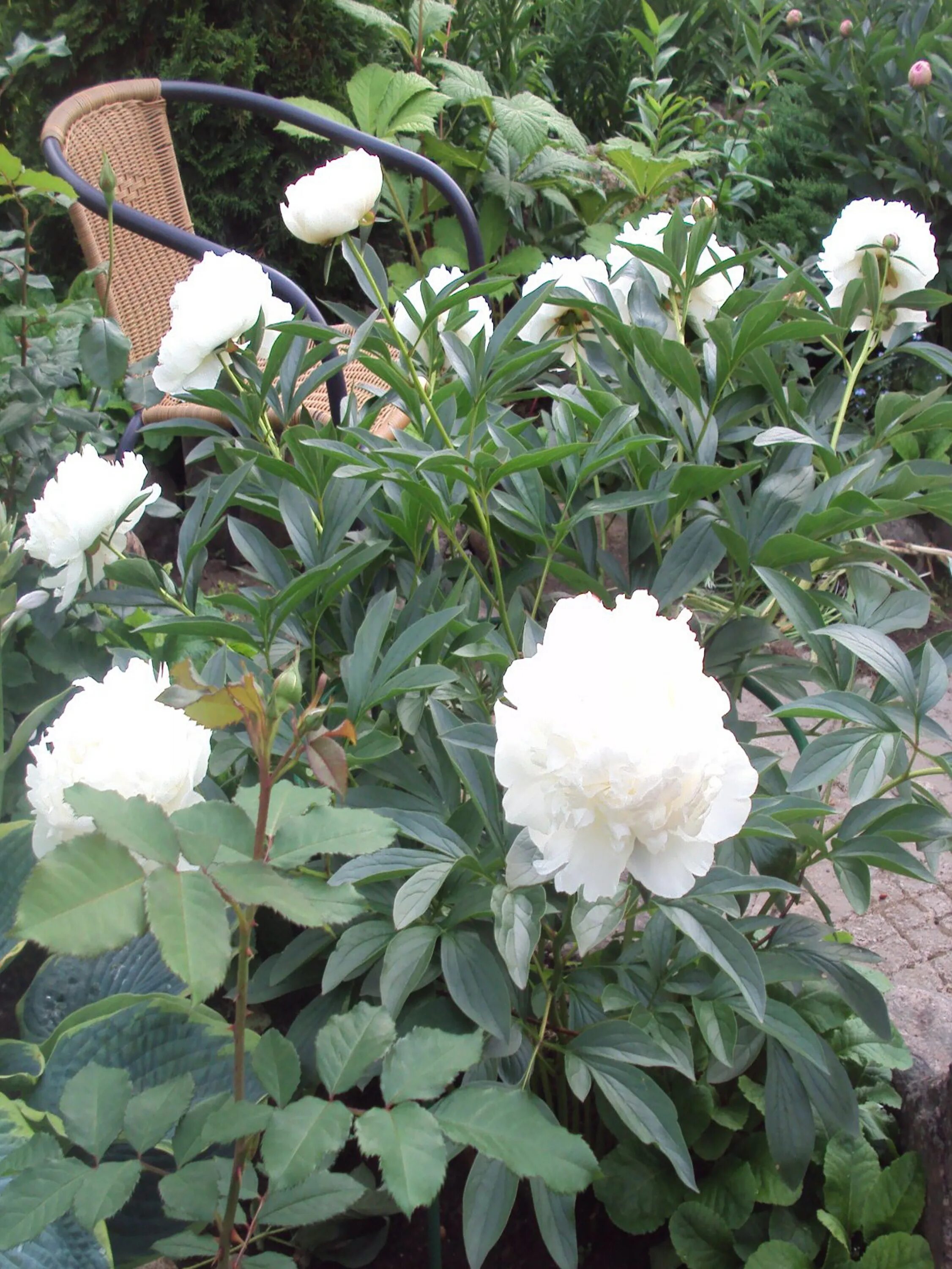 Пион омео сноу фото Пион молочноцветковый "Snow Supreme" Euro-plant