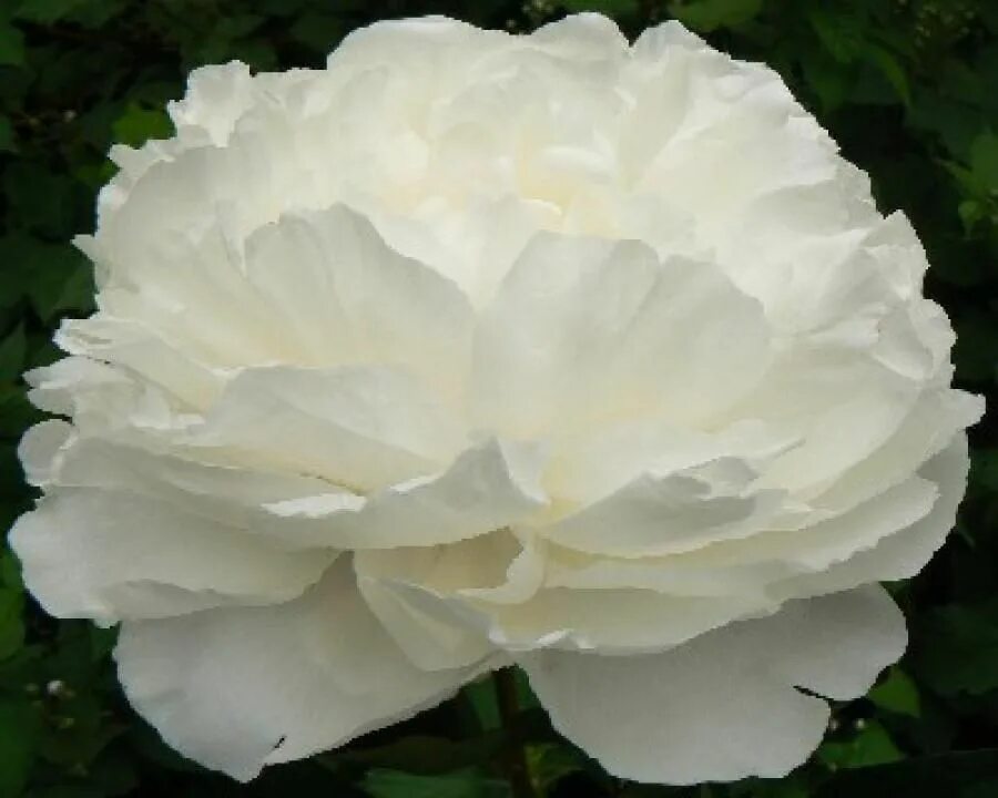 Пион омео сноу фото Peony Omeo Snow at peony nursery Peonyshop.com. PeonyMax 2018.