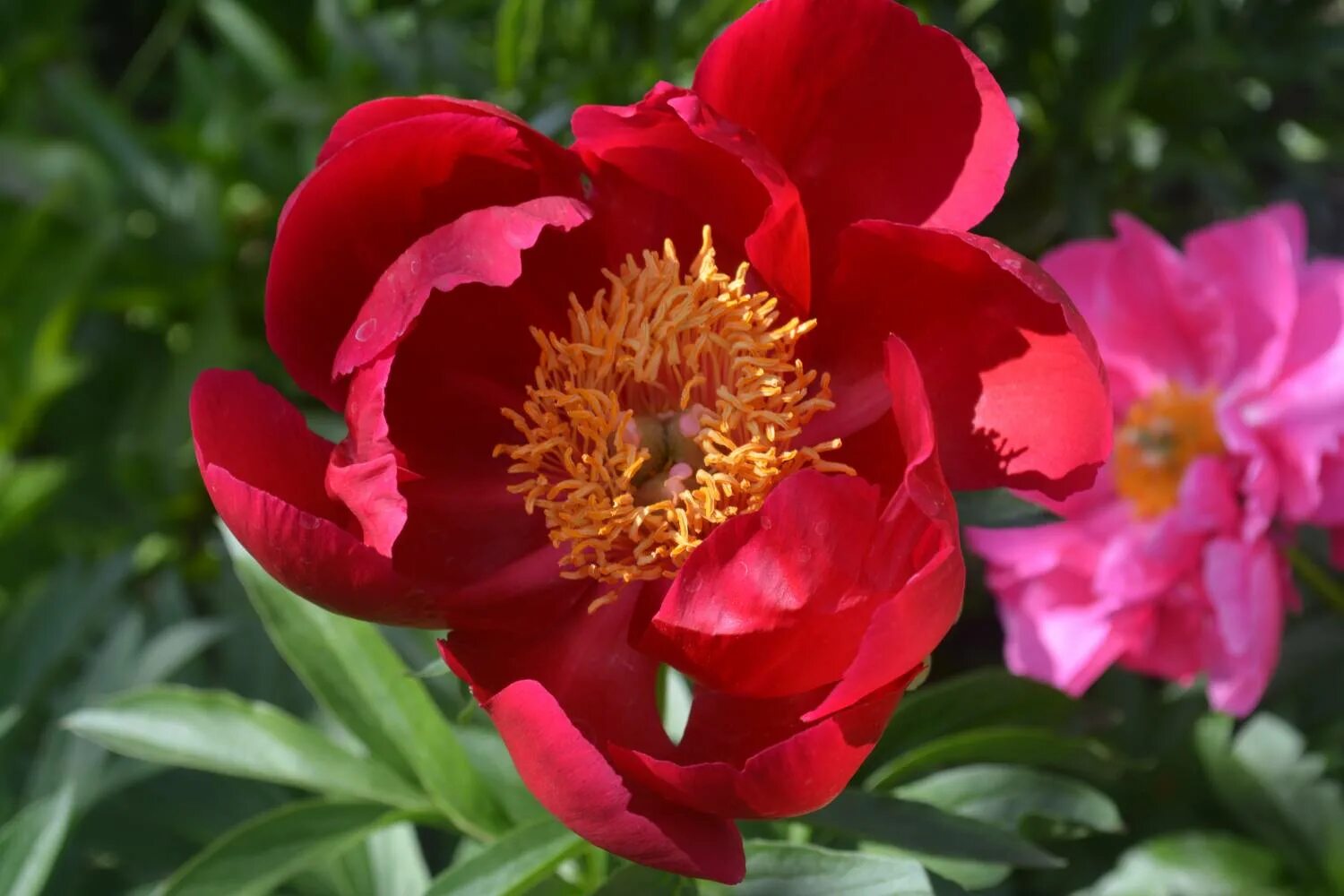 Пион оранж бьюти фото Оранж глори: найдено 88 картинок