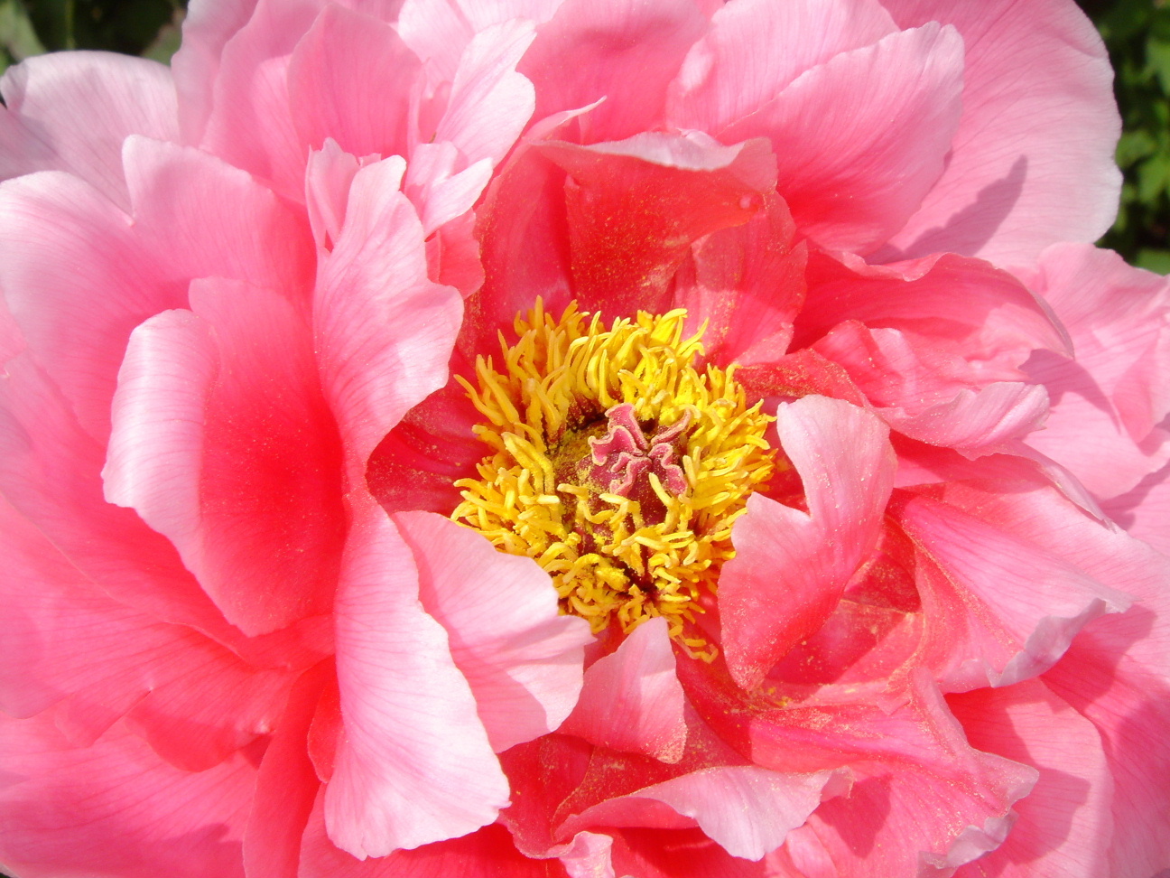 Пион оранж бьюти фото Файл:Paeonia suffruticosa6.jpg - Вікіпедія
