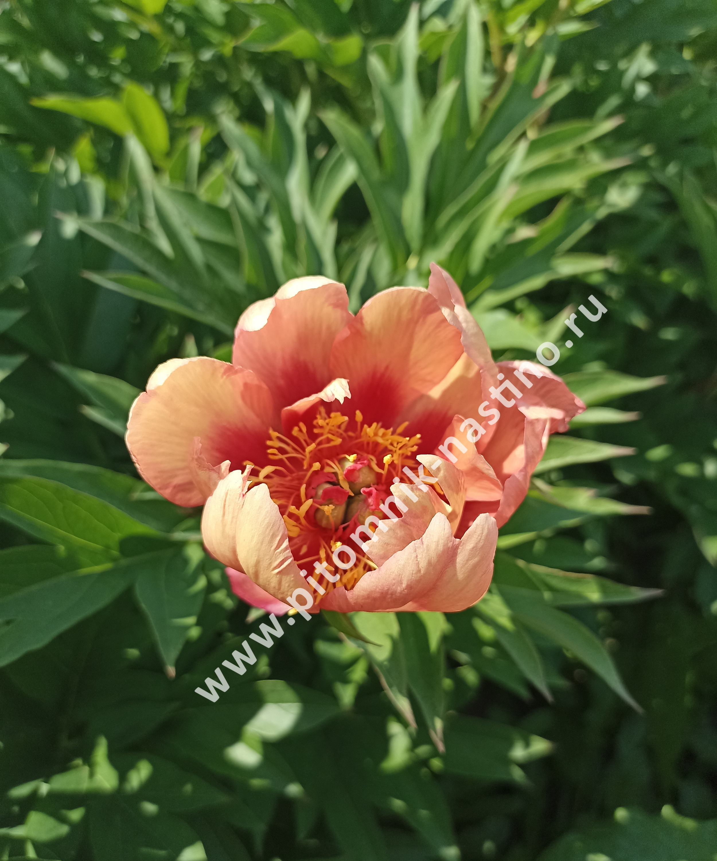 Пион оранж бьюти фото Пион Оранж Виктори ИТО-гибрид (Paeonia Itoh-Hybrids Orange Victory) ОКС