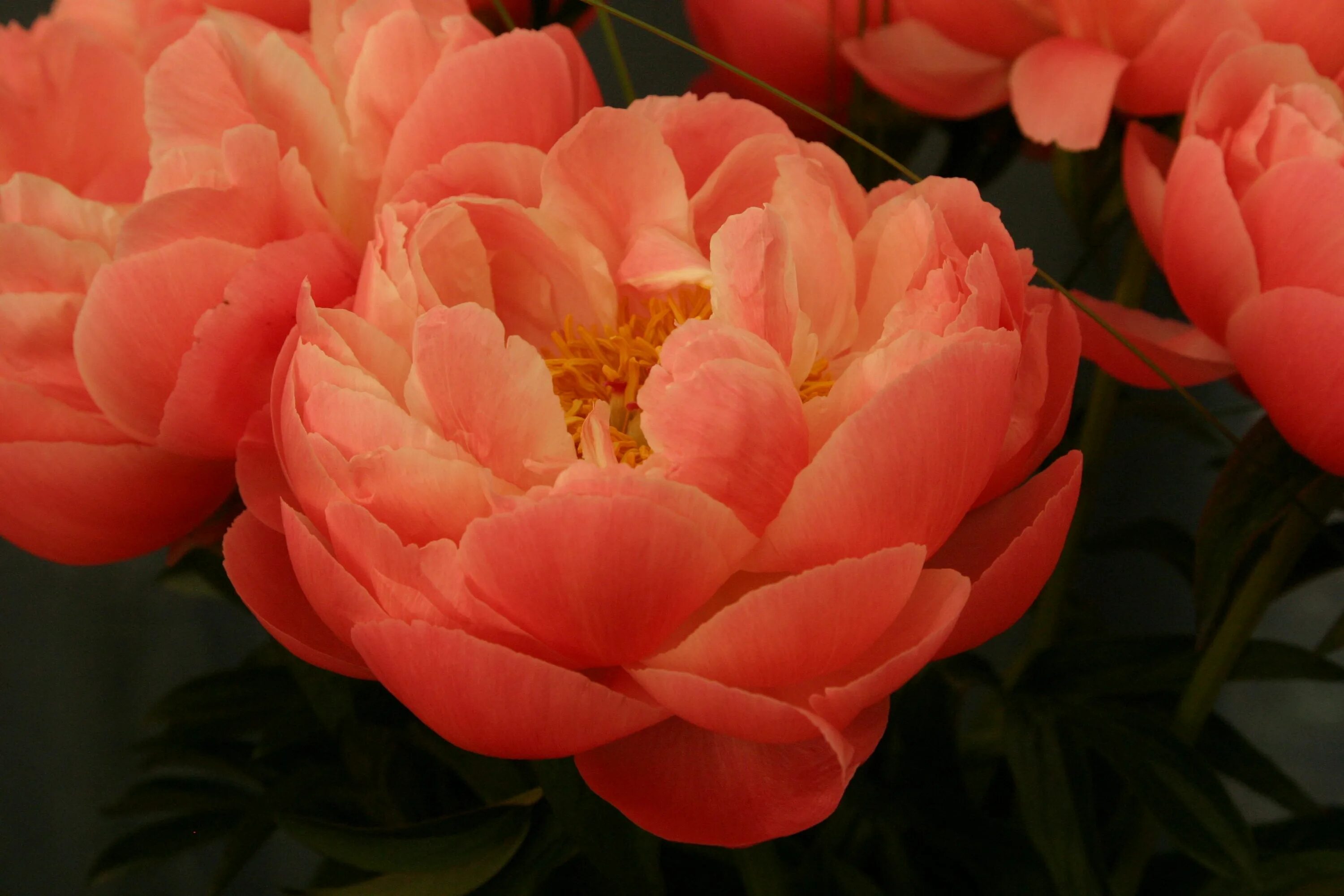 Пион оранж виктори фото You searched for coral - Primrose Hall NurseryPrimrose Hall Nursery Flores, Bell