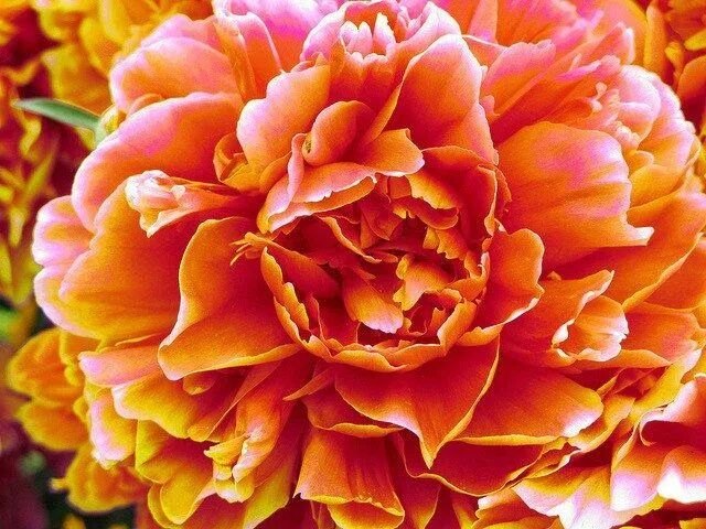 Пион оранж виктори фото Peony power - Carol Cassara Peonies, Flowers, Blossom