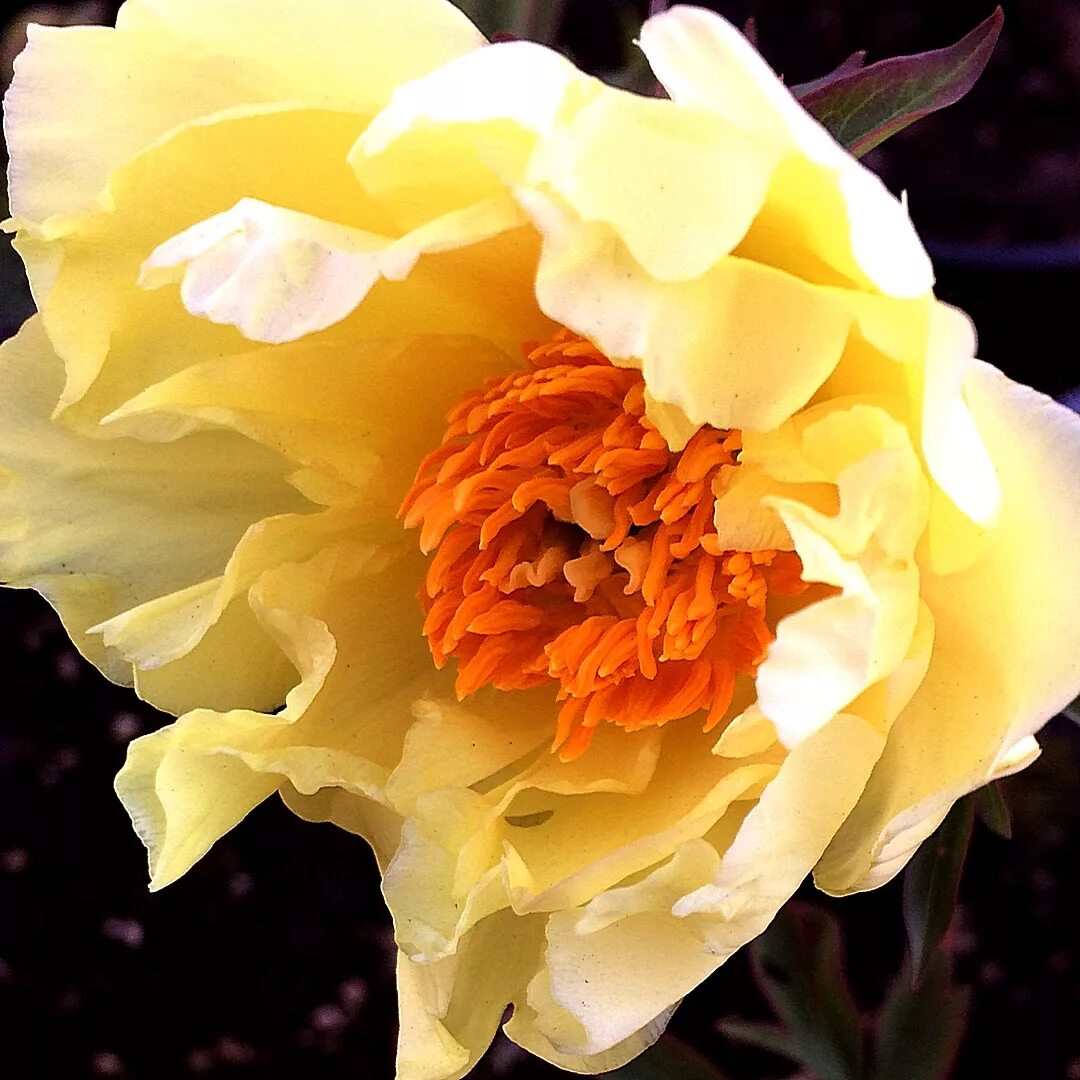 Пион оранж виктори фото Пион Нью Оранж - Paeonia New Orange