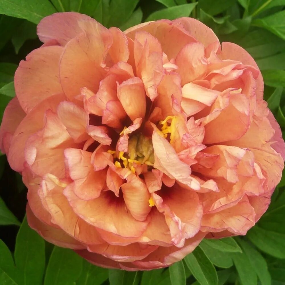 Пион оранж виктори фото Itoh Orange Victory купить, отзывы, фото, доставка - Дачные радости - sad116.ru