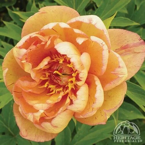 Пион оранж виктори фото Plant Profile for Paeonia 'Mock Orange Yellow' - Itoh Hybrid Peony Perennial Yel