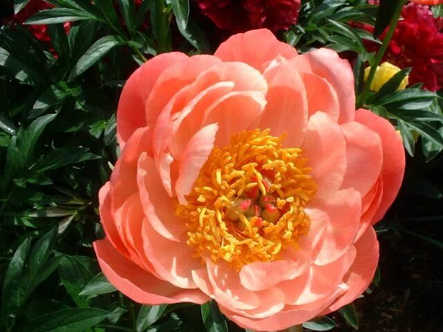 Пион оранж виктори фото Coral Peoney Beautiful flowers, Peonies, Flowers