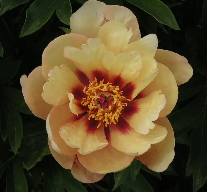 Пион оранж виктори фото Singe to Semi-Double Itoh Peony 'Mock Orange Yellow' (Paeonia itoh) Mock orange,