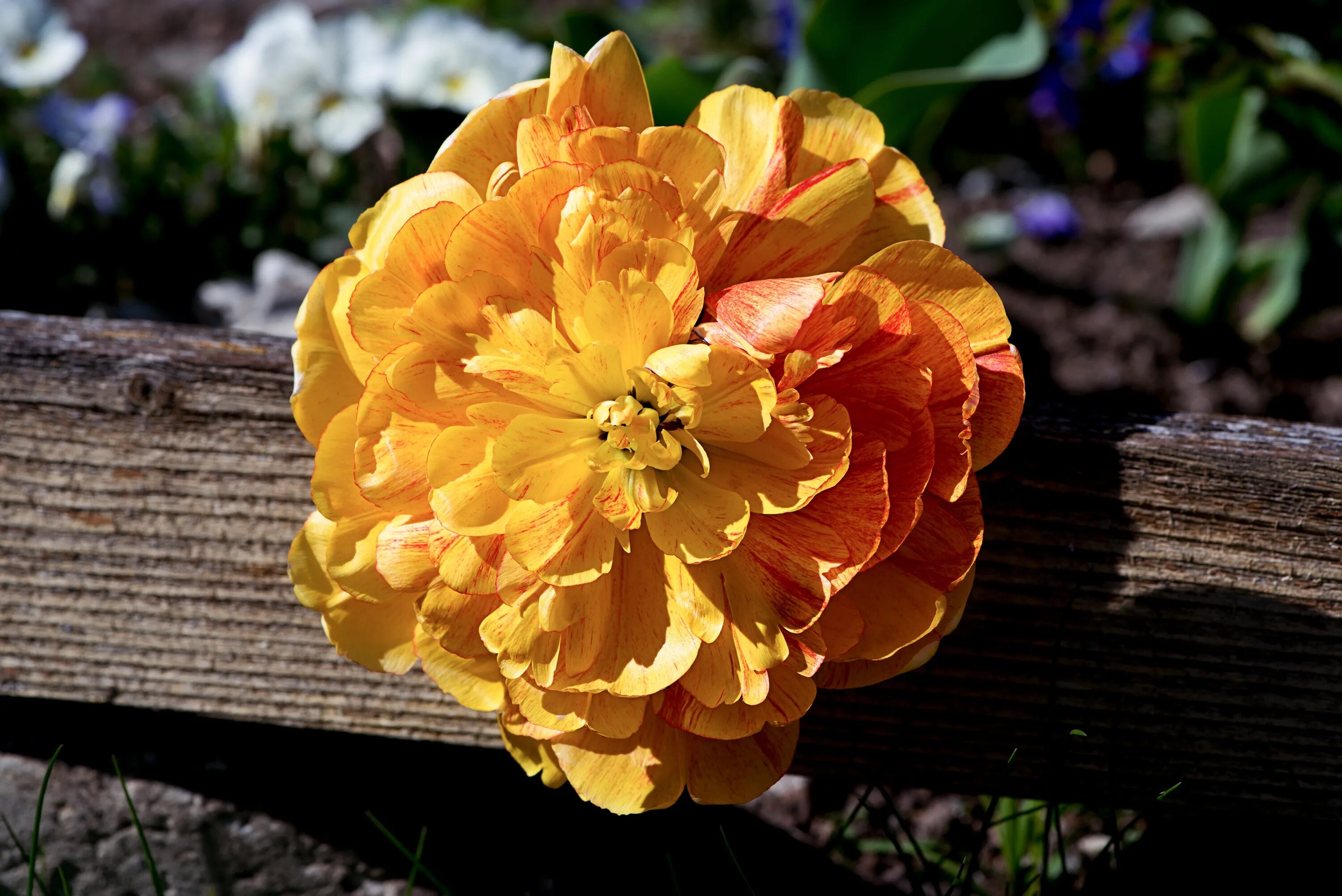 Пион оранж виктори фото Peony Flower Orange free image download