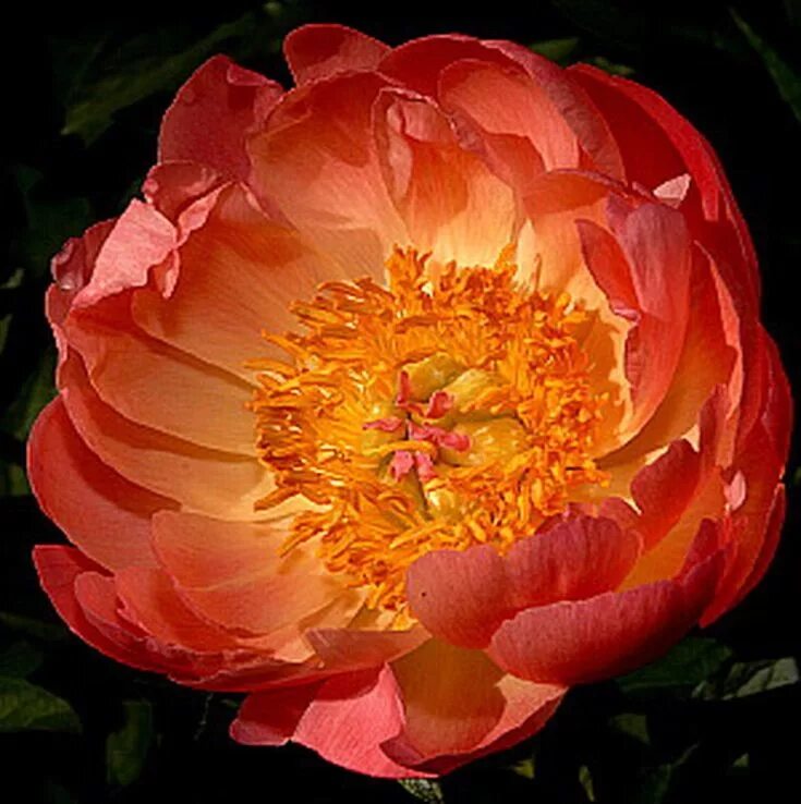 Пион оранж виктори фото Pioenroos 'Coral Sunset' (Paeonia 'Coral Sunset') MijnTuin.org Schaduwtuin, Tuin