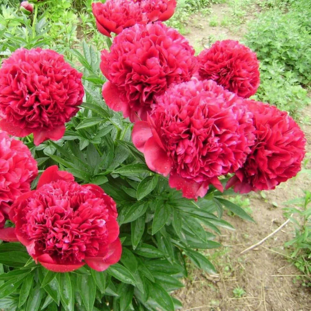 Пион оригинал фото Пион Red Sarah Bernhardt саженцы купить в Москве по цене от 1 410 руб.
