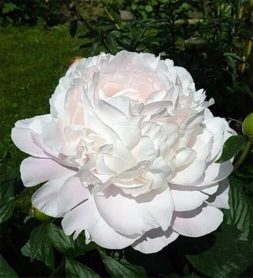 Пион памяти академика цицина фото и описание Пион памяти академика Цицина Flowers, Plants, Garden