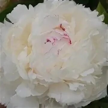 Пион памяти гагарина фото и описание Пион гагарин