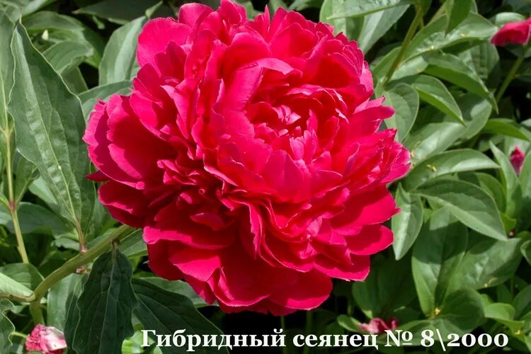 Пион памяти вячеслава фото и описание Мой мир пион - Потапов Юрий Петрович!