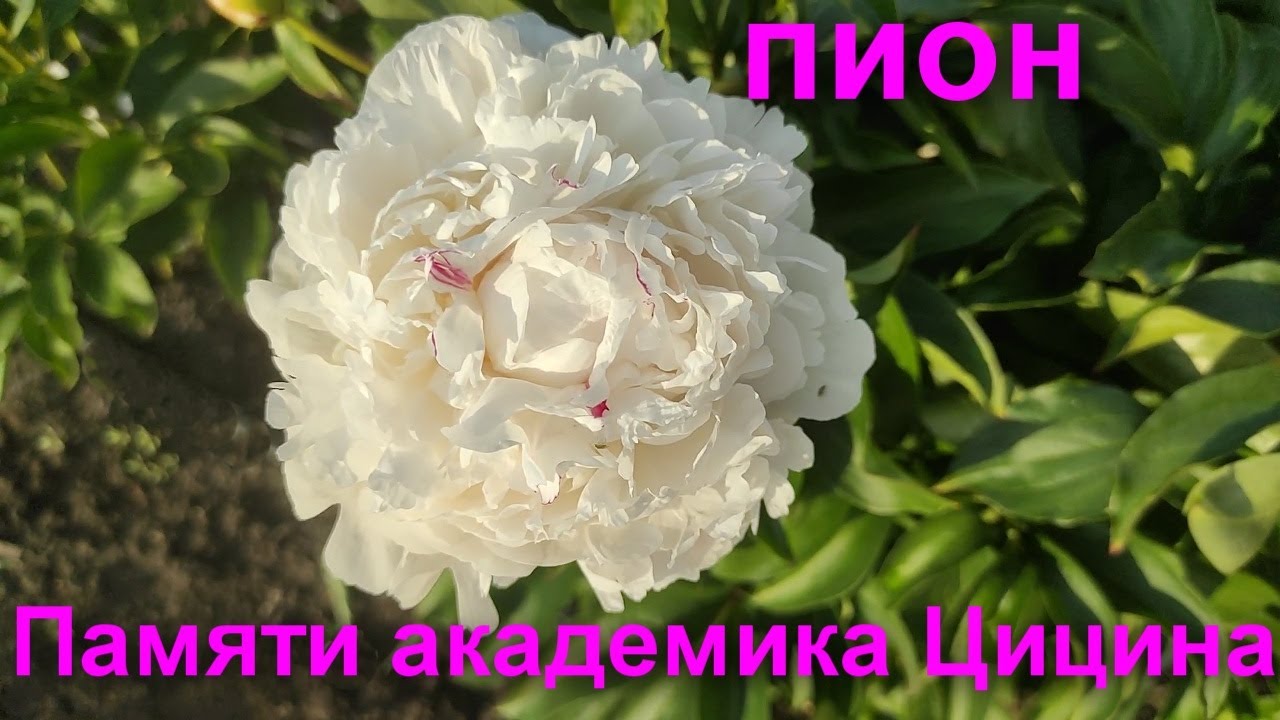Пион памяти вячеслава фото и описание Пион Памяти Академика Цицина Фото И Описание - Karevaphoto.ru