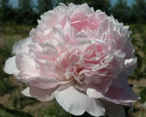 Пион парфейт фото и описание Chiffon Parfait' peony. Parentage: Line bred Mons. Jules Elie x President Taft s