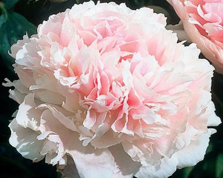 Пион парфейт фото и описание Peony Assortment Peonies, Beautiful flowers, Peonies garden