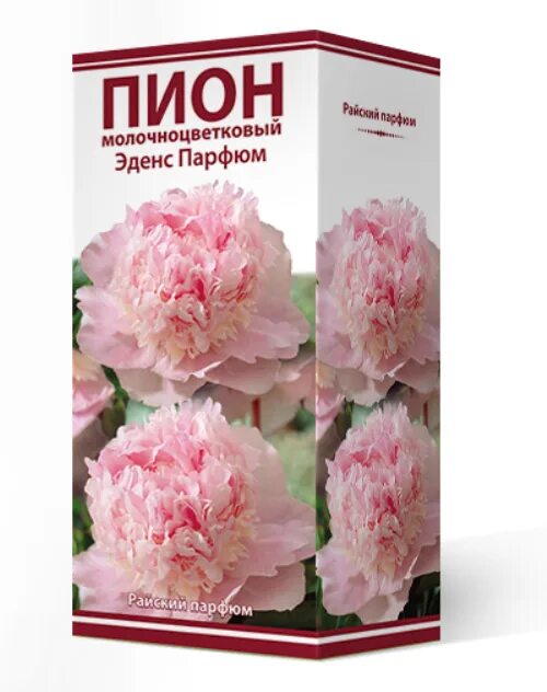 Пион парфюм фото Посадочный материал Поиск Агрофирма Пион молочноцветковый ЭДЕНС ПАРФЮМ, 1 шт. ку