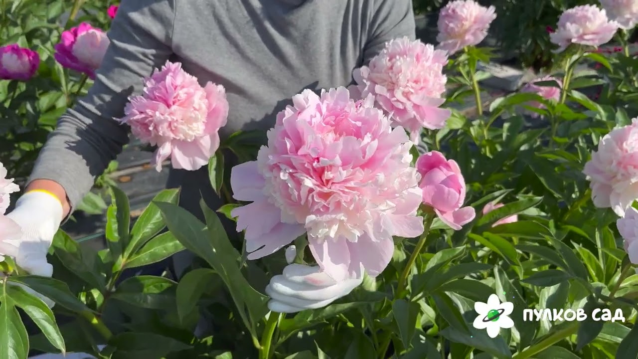 Пион парфюм фото Eden's Parfume peony. Эденс Парфюм пион. Пулков сад - YouTube