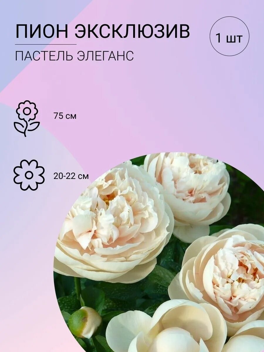 Пион пастель элеганс фото и описание Корни Пионы купить по выгодной цене в интернет-магазине OZON