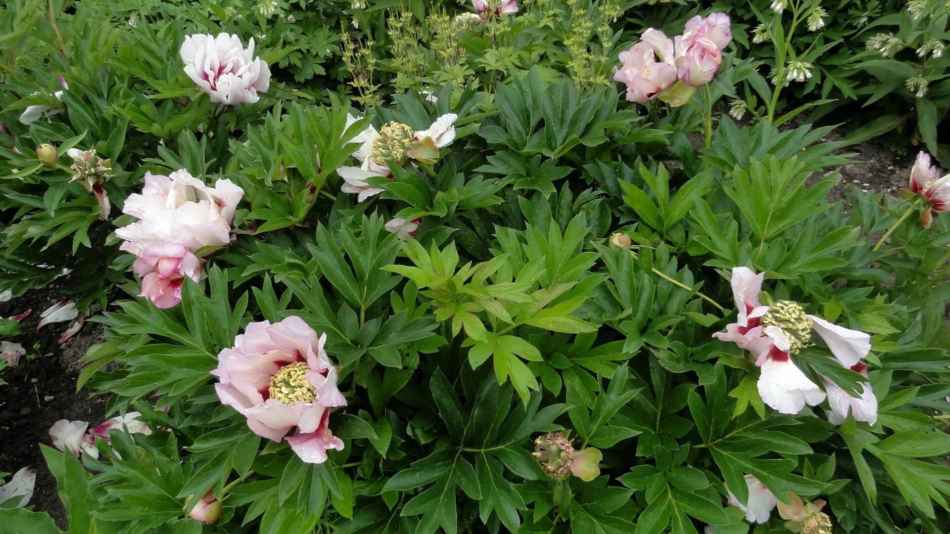 Пион пастель сплендор фото и описание Peonia ITOH 'Pastel Splendor' Pflanzen