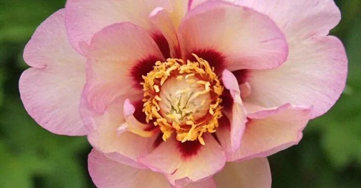 Пион пастель сплендор фото и описание цена Paeonia Itoh 'Callie's Memory' op vasteplant.be