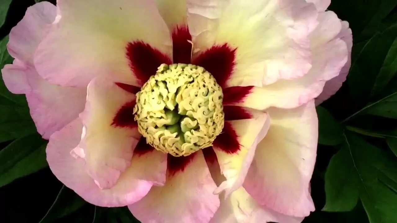 Пион пастель сплендор фото и описание цена Peony Pastel Splendor (Itoh Hybrid) - www.peonyshop.com - YouTube