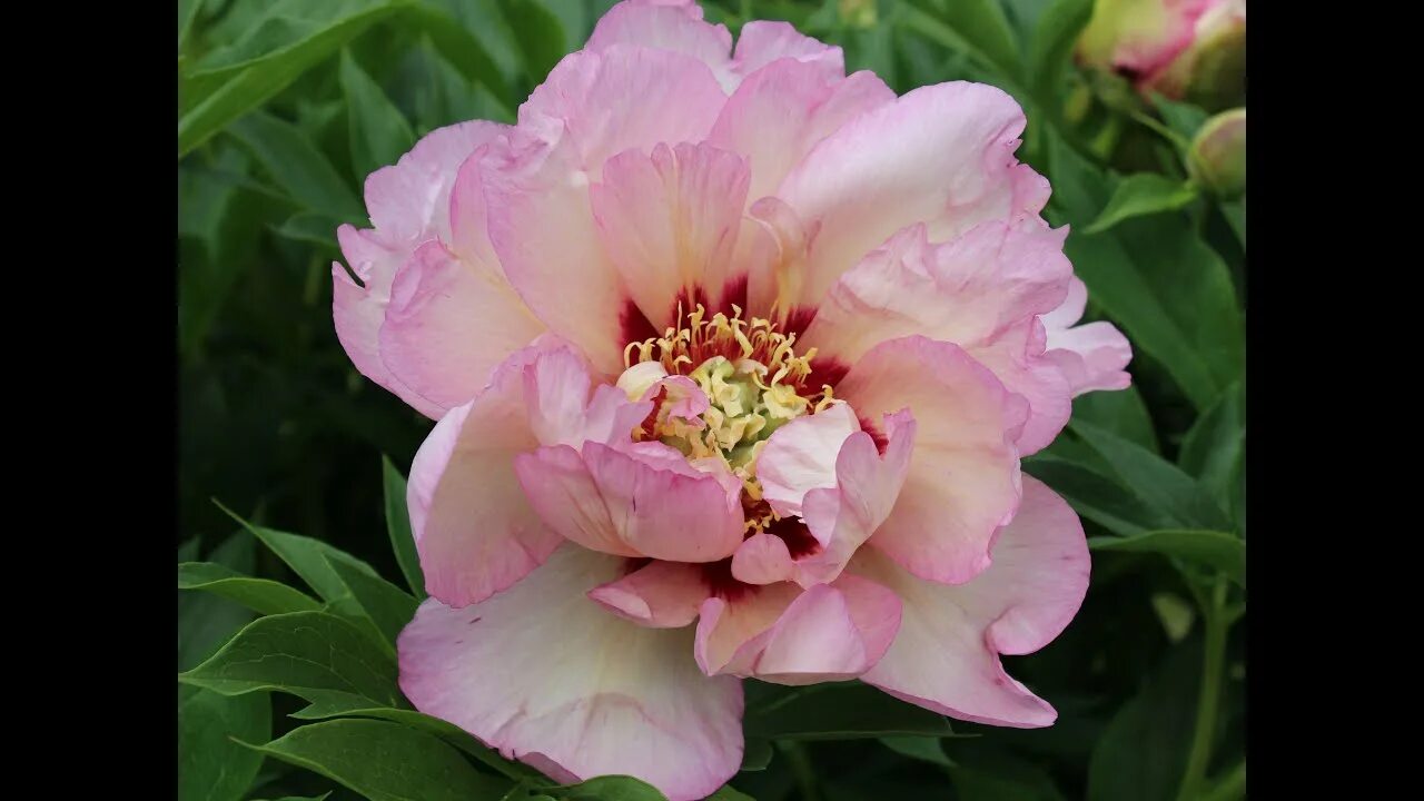 Пион пастель сплендор фото и описание цена Peony Pastel Splendor / Пион Пастел Сплендор. Ито-гибриды для Вашего Сада. - You