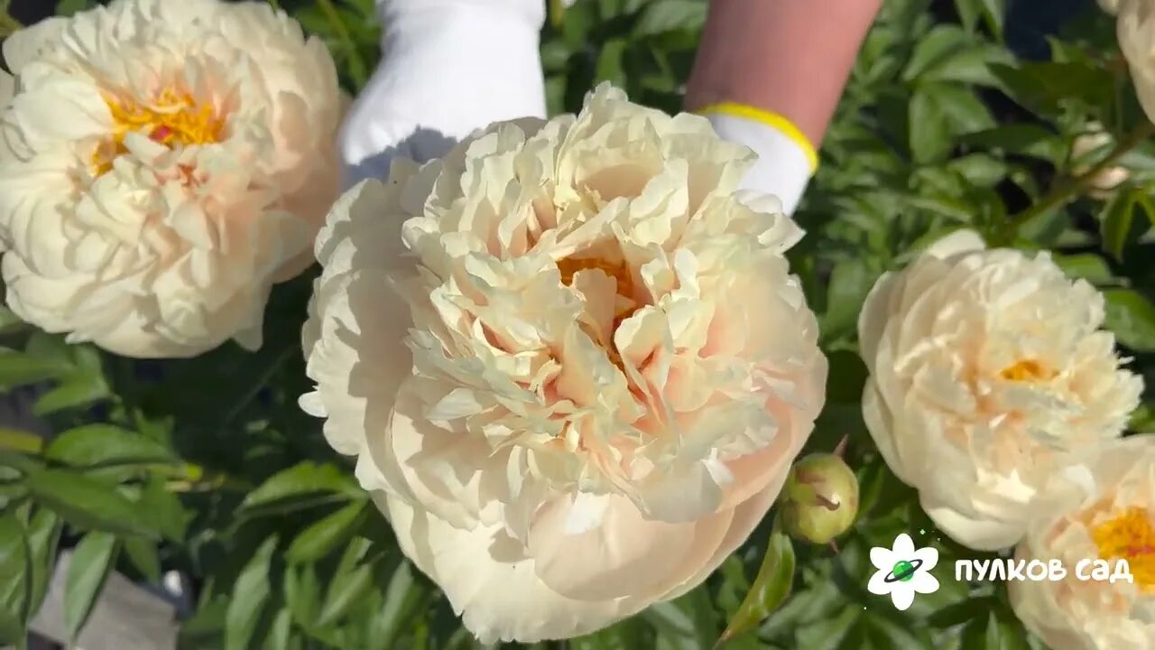 Пион пастелеганс фото Pastelegance peony. Пастелеганс пион. Пулков сад - YouTube
